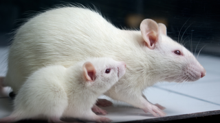 Young Blood Protects Old Rat Livers From Injury